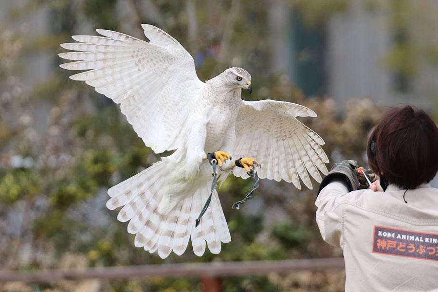 国内で唯一、神戸どうぶつ王国・希少種「シロオオタカ」の大迫力パフォーマンスにどよめき上がる/関西/芸能/デイリースポーツ online 国内で唯一、神戸どうぶつ王国・希少種「シロオオタカ」の大迫力パフォーマンスにどよめき上がる/関西/芸能/デイリースポーツ online