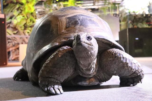 世界で2番目に大きいゾウガメ、神戸の水族館「atoa」で餌
