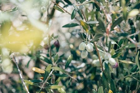 　木に実ったオリーブの実