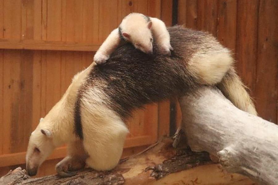 母親の背にしがみつくミナミコアリクイの赤ちゃん