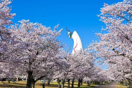 3月20日～4月7日に「万博記念公園」で開催される『SAKURA EXPO 2024』（写真提供：万博記念公園マネジメント・パートナーズ）