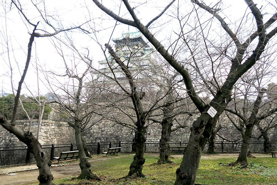 　「大阪城公園」西の丸庭園の「植物季節観測用標本そめいよしの」（２０２４年３月１３日）