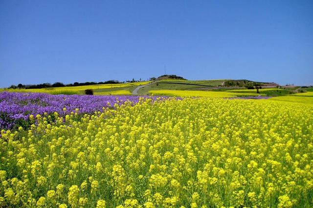 菜の花やチューリップ、ネモフィラなど、淡路島の春を満喫/関西/芸能