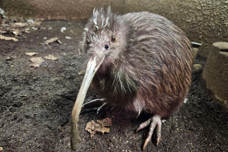 大阪・天王寺動物園のキーウィが亡くなる、国内で飼育されていた最後の
