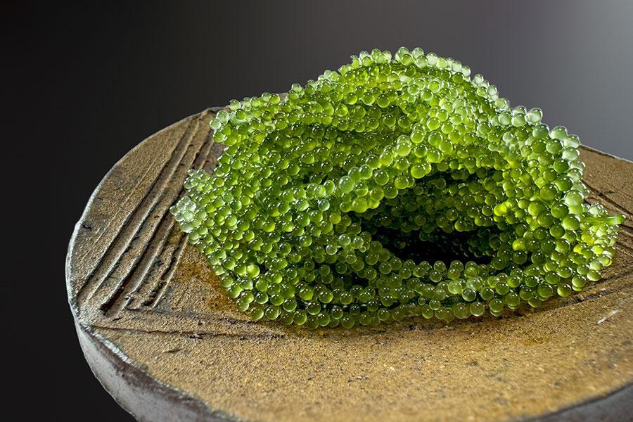 　堺中央市場で育った海ぶどう