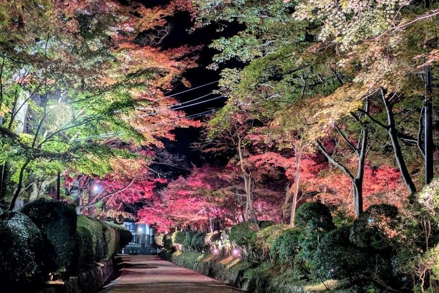 　ライトアップされた壇上伽藍蛇腹道（１１月２３日・和歌山県高野町で撮影）