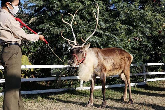 西日本で唯一「本物のトナカイ」に会える 兵庫でクリスマスイベント