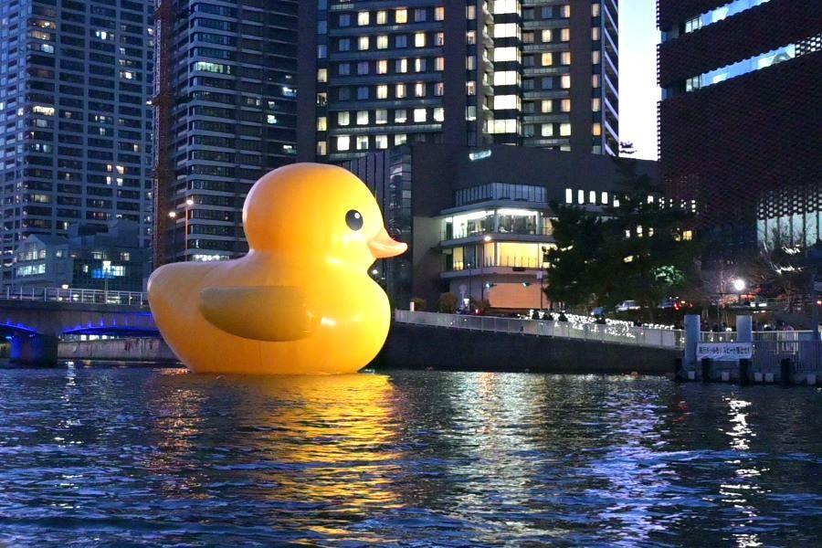 今年も大阪のクリスマスに帰還！世界を旅する「巨大アヒル」が出現「彼