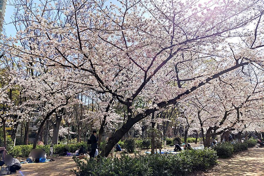 　２０２５年桜の開花、関西はいつ頃？