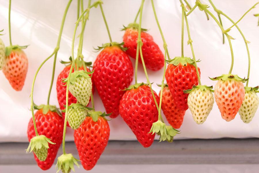 　「ＧｒａｎｄＢｅｒｒｙ」（大阪府八尾市）