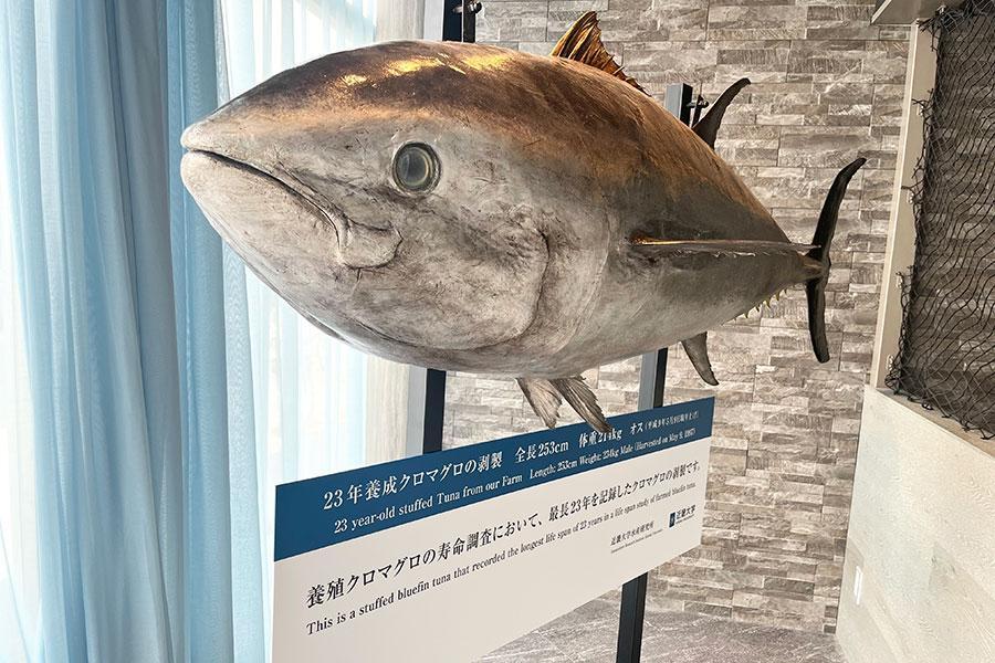 2023年養生クロマグロの剥製。存在感がすごい