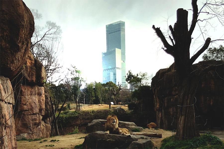 　「天王寺動物園」が早朝開園を実施