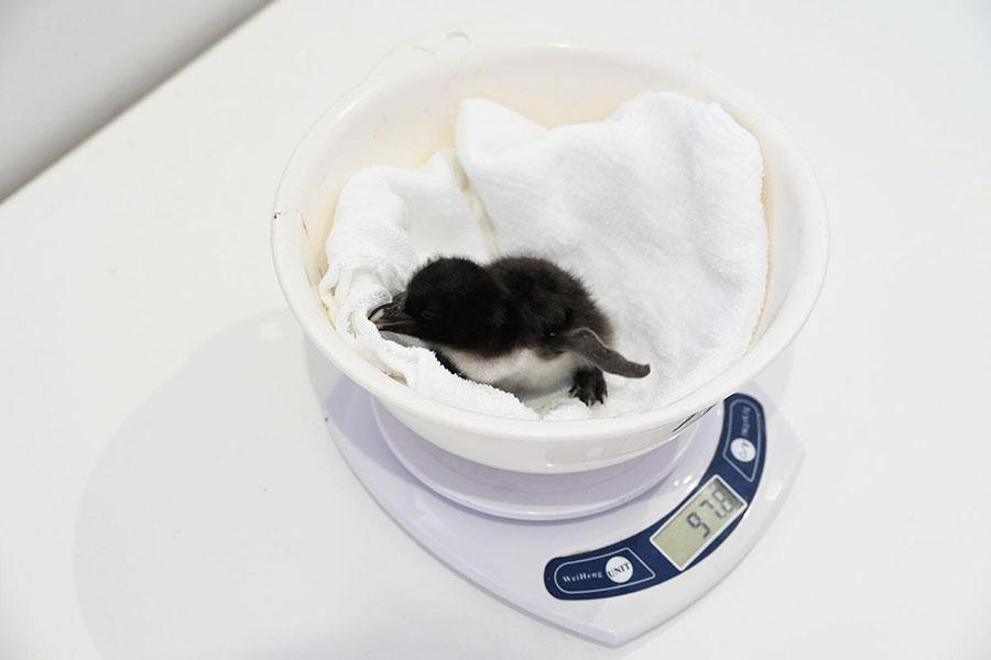 海遊館で生まれた「ミナミイワトビペンギン」の雛の体重測定の様子（６月１０日撮影）（Ｃ）海遊館