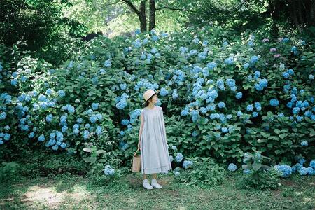 あじさいが見頃を迎える「六甲高山植物園」（神戸市灘区）（提供：六甲高山植物園）
