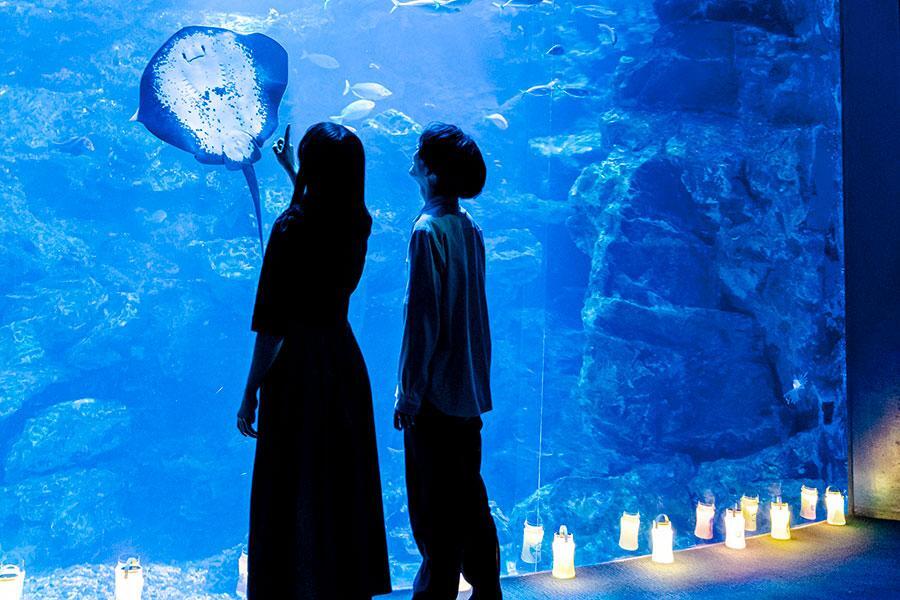 　京都水族館のイベント『夜のすいぞくかん』