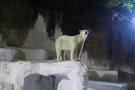 　天王寺動物園『ナイトＺＯＯ』２０２４年の様子。ホッキョクグマのホウちゃん（Ｌｍａｇａ.ｊｐ撮影）