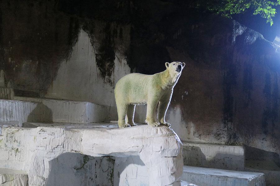 　天王寺動物園『ナイトＺＯＯ』２０２４年の様子。ホッキョクグマのホウちゃん（Ｌｍａｇａ.ｊｐ撮影）