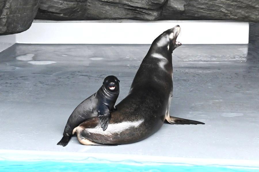 　カリフォルニアアシカのお母さん「チカ」に寄り添う赤ちゃん（撮影：８月８日「神戸須磨シーワールド」）