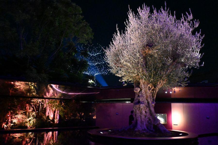 「フランスパビリオン」内で、シンボルツリーライトアップとドローンショーが共演（９月１０日／大阪・関西万博）