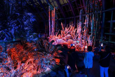 　京都府立植物園の夜イベント『ＬＩＧＨＴ ＣＹＣＬＥＳ ＫＹＯＴＯ」（ライトサイクル キョウト）』の様子