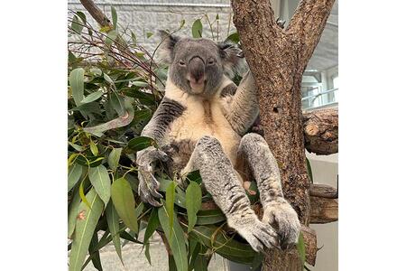 　「足が長い」「美脚」と話題になった、コアラののぞむくん（写真提供：淡路ファームパーク イングランドの丘）