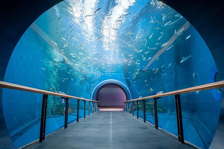 「琵琶湖博物館」のトンネル水槽