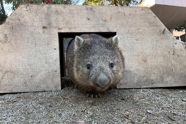 　穴掘りがちょっぴり苦手なソラ（写真提供：五月山動物園）