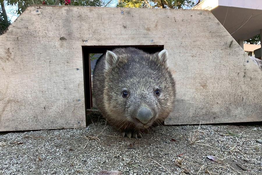 　穴掘りがちょっぴり苦手なソラ（写真提供：五月山動物園）
