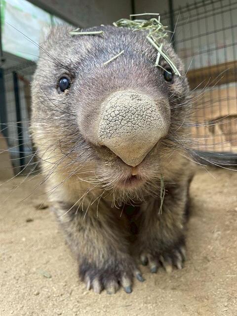 世界最高齢ギネスホルダーのワイン（写真提供：五月山動物園）