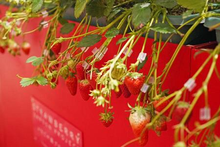 百貨店「あべのハルカス近鉄本店」（大阪市阿倍野区）で過去に開催された、いちご摘み体験の様子（2023年撮影／Lmaga.jp）