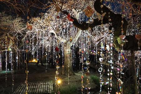 　雪月花の三庭苑・梅苑「花の庭」での『光と花の庭』、夜のライトアップされた様子（Ｌｍａｇａ.ｊｐ撮影）
