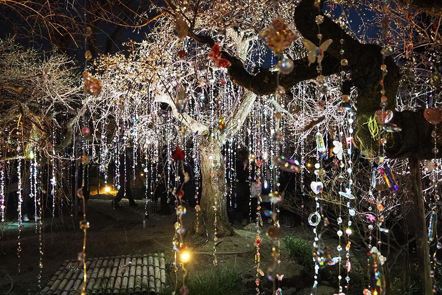 　雪月花の三庭苑・梅苑「花の庭」での『光と花の庭』、夜のライトアップされた様子（Ｌｍａｇａ.ｊｐ撮影）