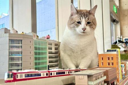 　巨大猫出現？ いいえ、ここは鉄道ジオラマで猫と戯れられる夢の世界！（大阪文化館・ジオラマ食堂）