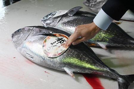 　舞鶴漁港で「都まぐろ」のステッカーが貼られた（２月１１日／京都府舞鶴市）