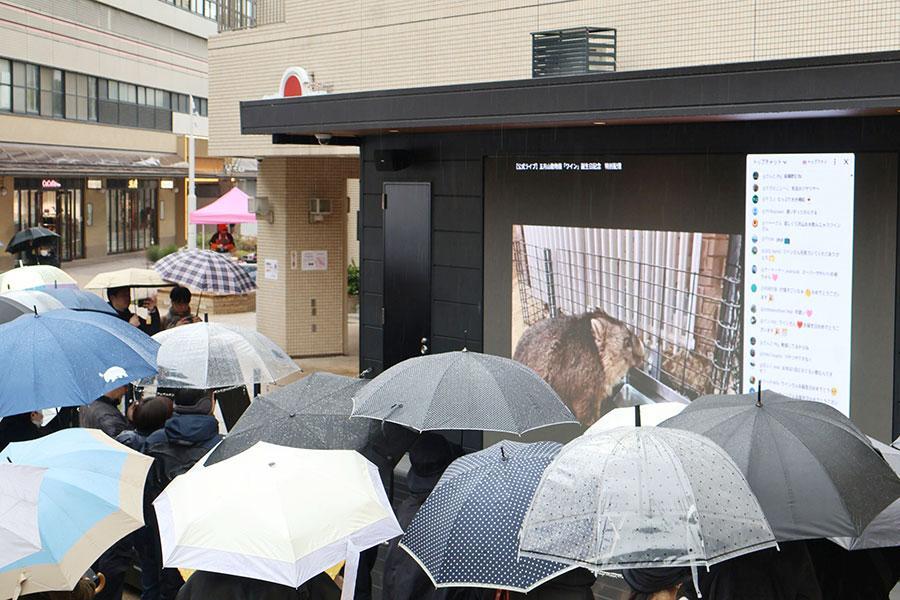 　雨のなか、ワインの誕生日オンライン配信をライブビューイングで楽しむファン（２月１１日撮影、池田市）