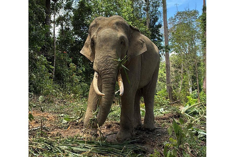 　今回「天王寺動物園」に導入されたマレーシアゾウ。写真はオスのＫＥＬＡＴ（クラッ）写真提供：天王寺動物園