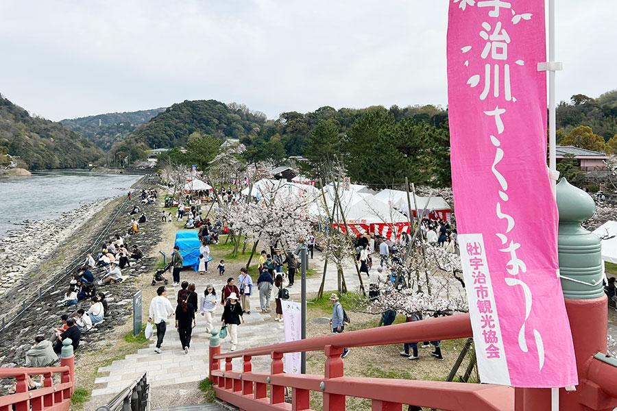 　宇治川の春を彩る恒例イベント『宇治川さくらまつり』