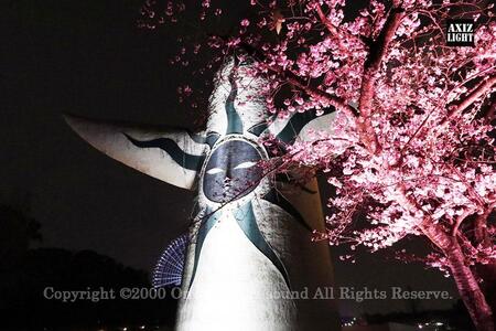 　大阪・万博記念公園で「夜桜ライトアップ」はじまる