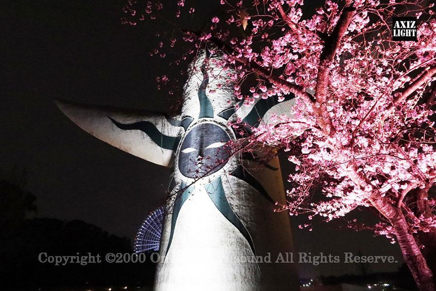 　大阪・万博記念公園で「夜桜ライトアップ」はじまる