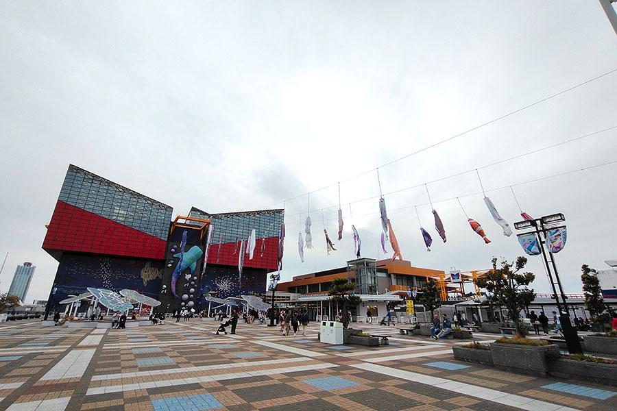 　海遊館では「鯉のぼり」ではなく…（４月１２日／Ｌｍａｇａ.ｊｐ撮影）