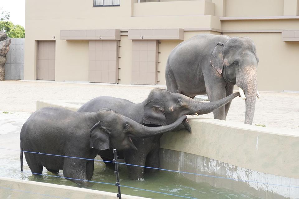 マレーシアゾウ3頭で仲睦まじく触れ合う様子（4月21日／天王寺動物園）