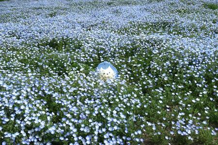 　大阪まいしまシーサイドパーク『ネモフィラ祭り２０２６』花畑のなかに･･･？（４月２２日／Ｌｍａｇａ.ｊｐ撮影）