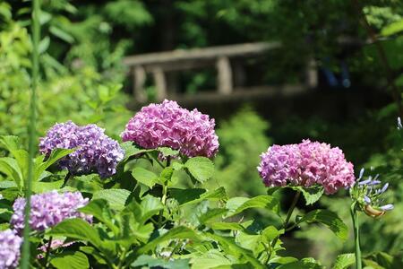 「大阪市立長居植物園」（大阪市東住吉区）では、6月28日まで『長居植物園 あじさいフェア』を開催中