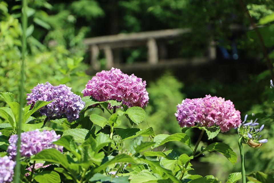 「大阪市立長居植物園」（大阪市東住吉区）では、6月28日まで『長居植物園 あじさいフェア』を開催中