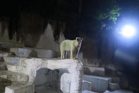 天王寺動物園『ナイトＺＯＯ』過去開催の様子。ホッキョクグマのホウちゃん（Ｌｍａｇａ.ｊｐ撮影）