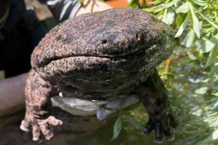 　人間で言うと７０歳くらい？おばあちゃんサンショウウオ「よしこさん」