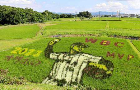 大谷の「田んぼアート」見ごろ　岩手・奥州の水田に「オラホの☆」出現