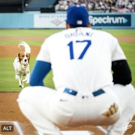 【動画】これは賢い！大谷翔平の愛犬・デコピンが始球式　マウンドからボールくわえて捕手大谷に一直線