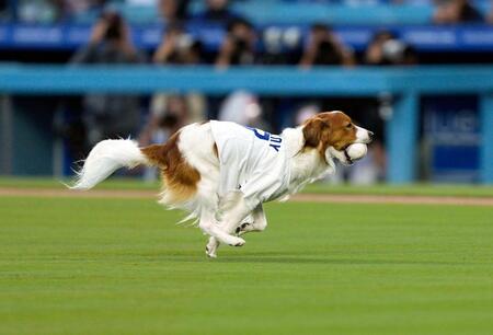 　“始球式”を行う大谷の愛犬デコピン