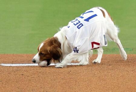 　“始球式”を行う大谷の愛犬デコピン（共同）